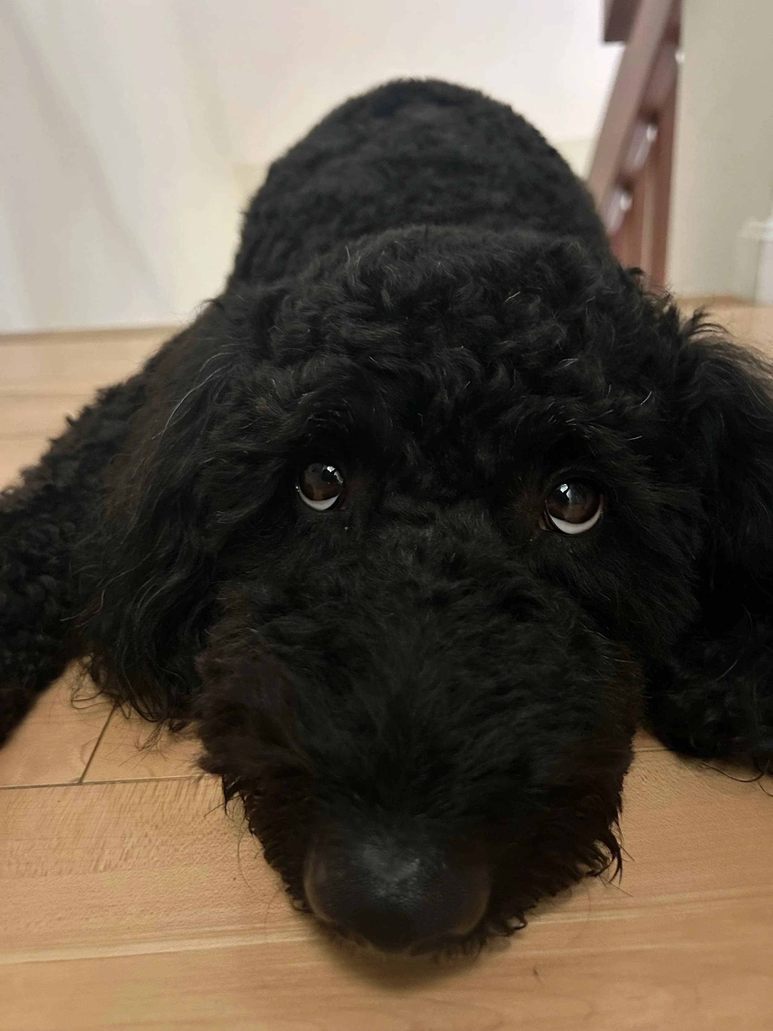 Nami, a black curly-coated Goldendoodle, resting on a wood floor